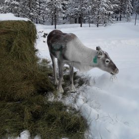 Ivalon taksipalvelu Oy.